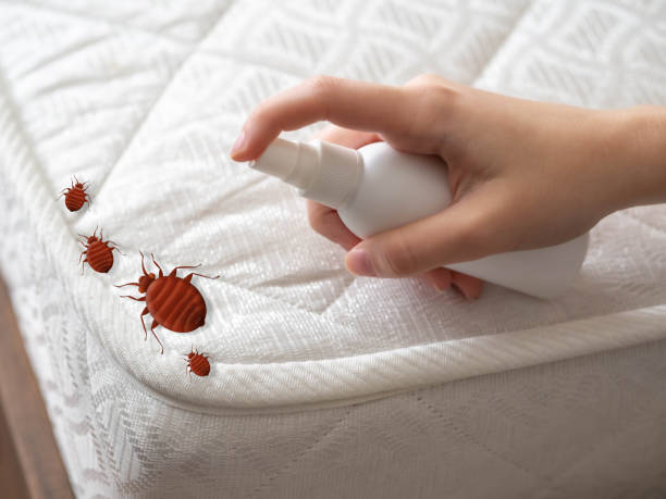 Best Termite Control Services  in Jamestown, KY