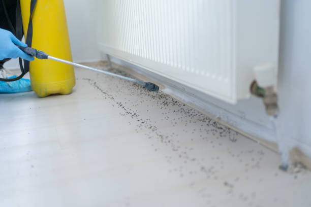 Best Local Pest Control Services  in Jamestown, KY