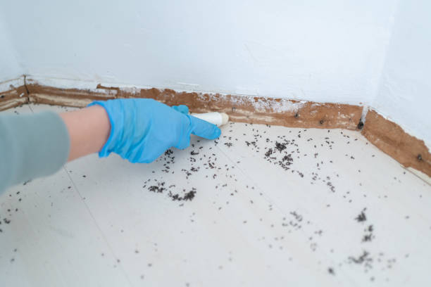 Professional Pest Control in Jamestown, KY